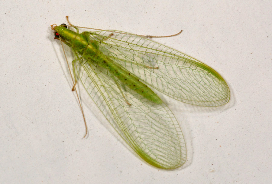 Chrysopidae  arancione